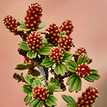 Myrothamnus flabellifolius